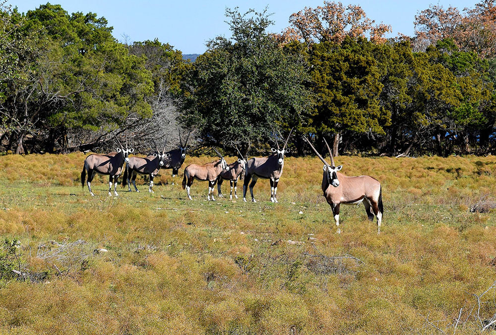 texas safari ranch giraffe