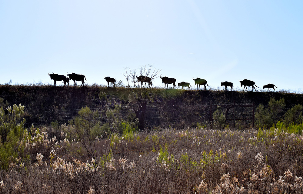 texas safari ranch