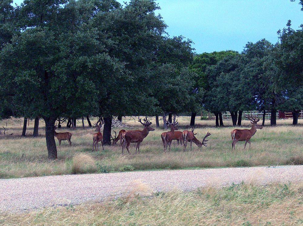 texas safari ranch giraffe