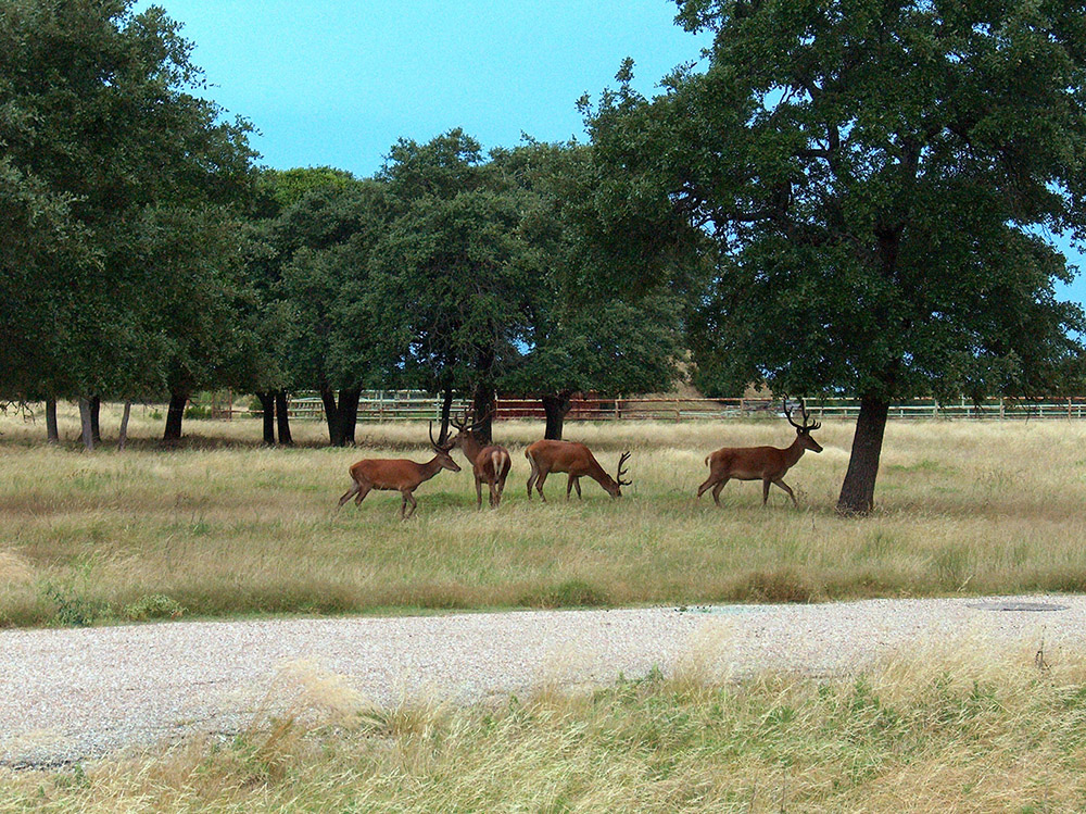 texas safari ranch